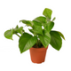 Marble Queen Pothos Growing in Garden Planter