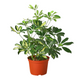 Healthy Variegated Umbrella Tree