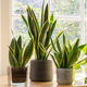 Laurentii Snake Plants Growing by the Window