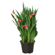 Pink Calla Lily Flowering in Garden Planter