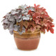 Shaded Evergreen Perennial Planter Idea With Coral Bells