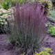 Prairie Winds Blue Paradise Little Bluestem Ornamental Grass in Landscape