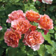 Tequila® Supreme Rose Blooming