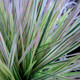 Northern Lights Tufted Hairgrass Foliage