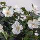 White Knock Out Rose Stem with Leaves and Flowers