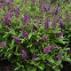 Chrysalis™ Blue Butterfly Bush Flowering