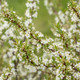 Jade Parade® Sand Cherry Branches Covered in Blooms in the Spring