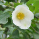 Japanese Stewartia Tree Flowering