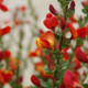 Lena Scotchbroom Flowering