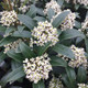 Female Skimmia Flowering