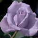 Blue Girl Hybrid Tea Rose Flower