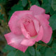 First Prize Hybrid Tea Rose Flower Close Up