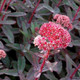 Marina Stonecrop Sedum Flowering