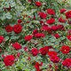 Cherry Frost Climbing Rose Flowering