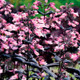 Dakota™ Burgundy Beardtongue Flowering in the Garden