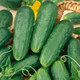 Homemade Pickles Cucumber Harvest