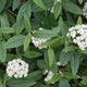 Prague Viburnum Blooms and Leaves