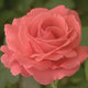 America™ Climbing Rose Flower Close Up