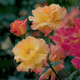 Joseph's Coat Climbing Rose Flowers Close Up