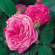 Gertude Jekyll® English Rose Flowers Close Up