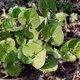 Healthy Wild Ginger Plants