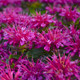 Pardon My Purple Bee Balm Purple Blooms Up Close