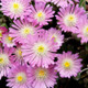 Jewel of Desert Rose Quartz Hardy Iceplant Blooming