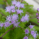 Healthy  Blue Mistflower