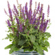 Color Spires Violet Riot Salvia Blooming in Pot