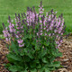 Color Spires Pink Dawn Salvia Blooming in Landscape