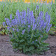 Color Spires Azure Snow Salvia in Landscaping