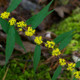 Blue Stem Goldenrod Flowering