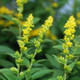 Fireworks Goldenrod Flowering