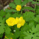 Healthy Celandine Poppy Plant