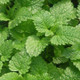 Healthy Orange Mint Plant