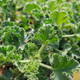 Healthy Lime Scented Geranium Plant