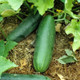 Healthy Sweet Burpless Bush Cucumber Plant