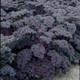 Healthy Redbor Purple Kale