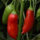 Healthy Aji Rico Hot Pepper Plant