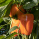 Healthy Sweet Valencia Pepper Plant