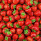 Earliglow Strawberry Fruits