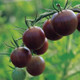 Healthy Black Cherry Cherry Tomato Plant