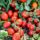 Early Resilience Tomato Fruits