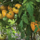 Healthy Orange Strawberry Oxheart Tomato Plant