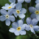  Mon Amie Blue Forget-Me-Not Flowering 