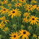 Glitters Like Gold Black Eyed Susan Flowering