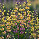 Decadence Pink Lemonade False Indigo with Pink Yellow Flowers