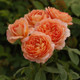 Carding Mill™ English Rose Blooming