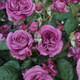 Plum Perfect Sunbelt® Floribunda Rose