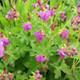 Bevan's Variety Bigroot Geranium Flowering 